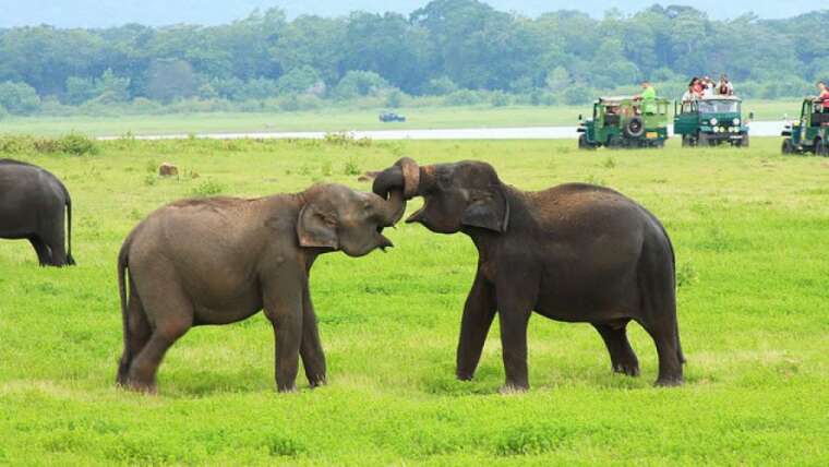 Minneriya National Park