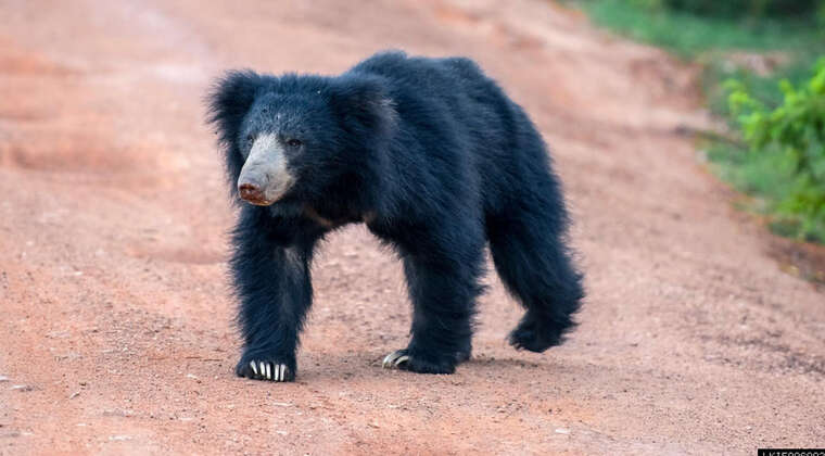 Wilpaththu National Park